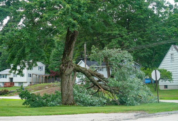 Best Tree and Shrub Care  in Sag Harbor, NY