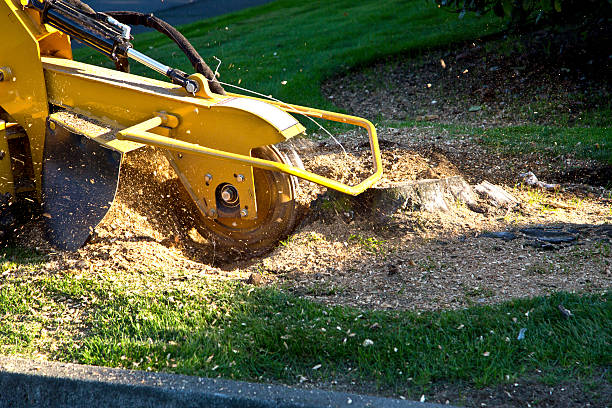 Best Commercial Tree Services  in Sag Harbor, NY