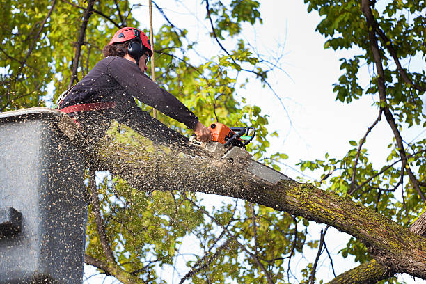 Best Lawn Pest Prevention  in Sag Harbor, NY