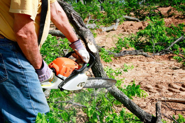 Best Hazardous Tree Removal  in Sag Harbor, NY