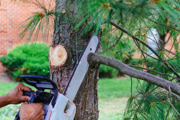 Best Stump Grinding and Removal  in Sag Harbor, NY